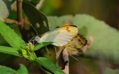 Colotis aurora