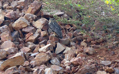 Bubo bengalensis