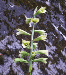 Cardiocrinum cordatum