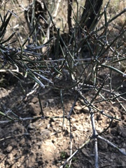 Ephedra antisyphilitica