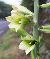 Cardiocrinum cordatum