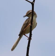 Prinia inornata