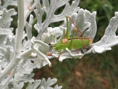 Leptophyes laticauda