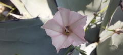 Convolvulus equitans