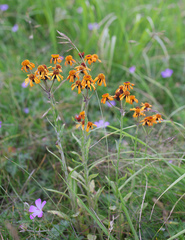 Tephroseris flammea
