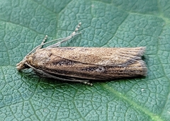 Occidentalia comptulatalis