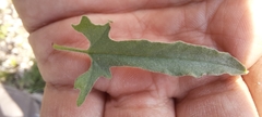 Convolvulus equitans