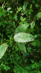 Podosphaera balsaminae