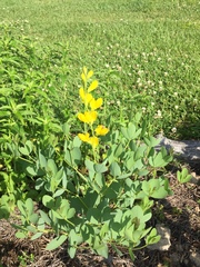 Baptisia sphaerocarpa