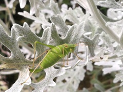 Leptophyes laticauda