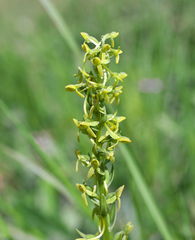 Platanthera tipuloides