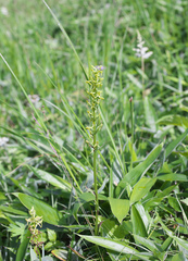 Platanthera tipuloides