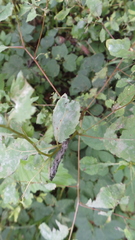 Podosphaera balsaminae