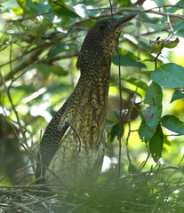 Zebrilus undulatus