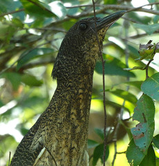 Zebrilus undulatus