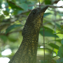 Zebrilus undulatus