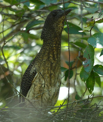 Zebrilus undulatus
