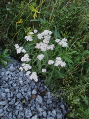 Achillea millefolium