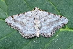 Digrammia denticulata