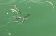 Chloroscombrus chrysurus