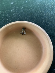 Apis mellifera
