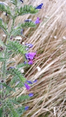 Echium vulgare