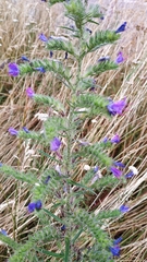Echium vulgare