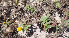 Pectis multiflosculosa