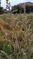 Artemisia vulgaris