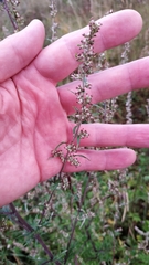 Artemisia vulgaris