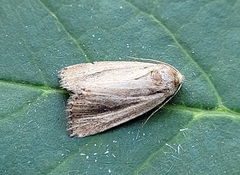 Hypocoena rufostrigata