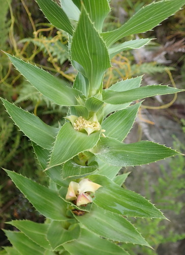 Image of Cliffortia grandifolia by (c) Nicola van Berkel, some rights reserved (CC BY-SA)