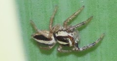 Leptofreya ambigua