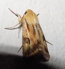 Heliothis scutuligera