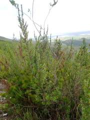 Cliffortia lanceolata