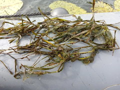 Potamogeton compressus