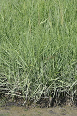 Sporobolus anglicus