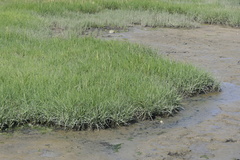 Sporobolus anglicus