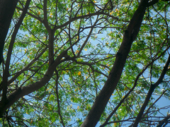 Gonopterodendron arboreum