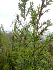 Cliffortia lanceolata