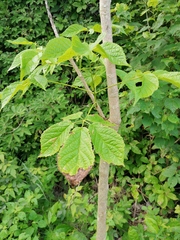 Roseodendron donnell-smithii
