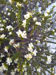 Lachnaea ericoides
