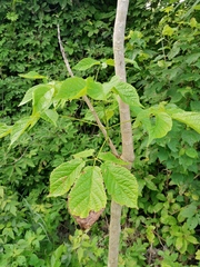 Roseodendron donnell-smithii