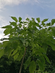 Roseodendron donnell-smithii