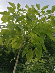 Roseodendron donnell-smithii