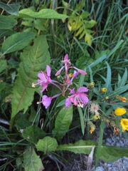 Chamaenerion angustifolium