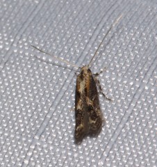 Blastodacna atra