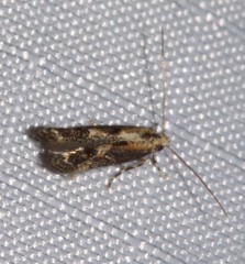 Blastodacna atra