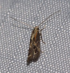 Blastodacna atra