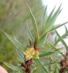 Cliffortia lanceolata